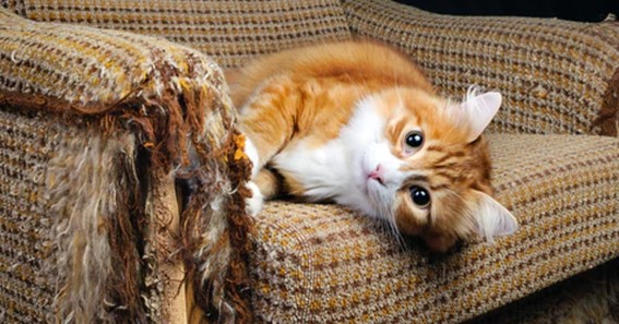 My Cat Is Scratching Couch Tips And, How To Save Furniture From Cats